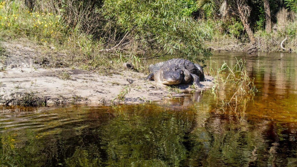 American alligator Central Florida