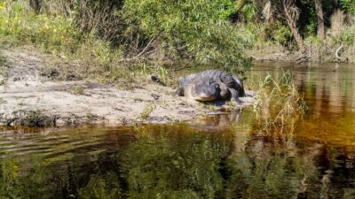 American alligator Central Florida