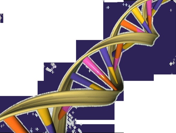 Illustration of a DNA double helix