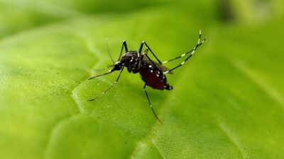 Aedes aegypti mosquito resting on a leaf