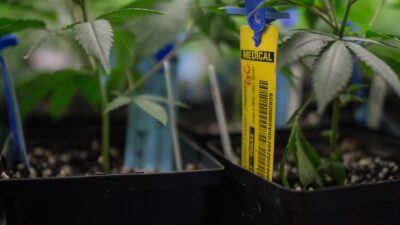 Medical cannabis plants with tracking tags at a Colorado facility