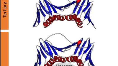 Diagram illustrating levels of protein structure