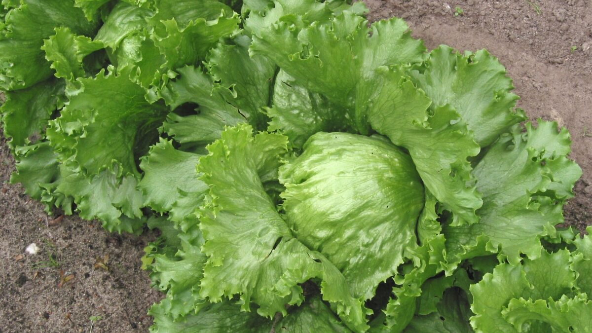 Head of iceberg lettuce